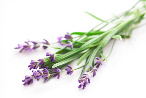 Lavender - image 1 - student project