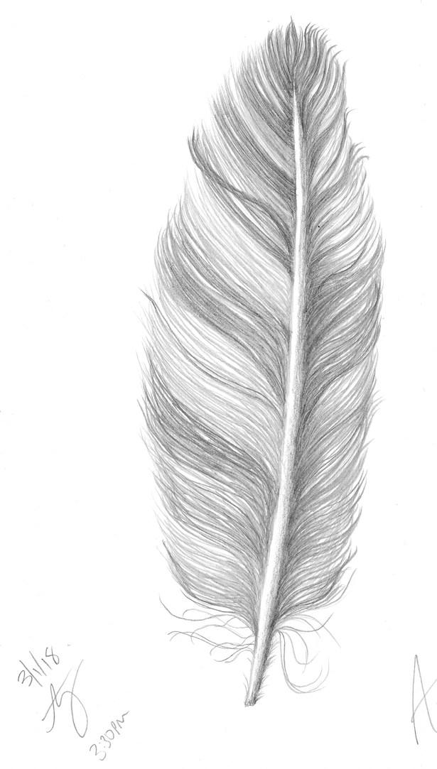 Feather Sketch - image 1 - student project
