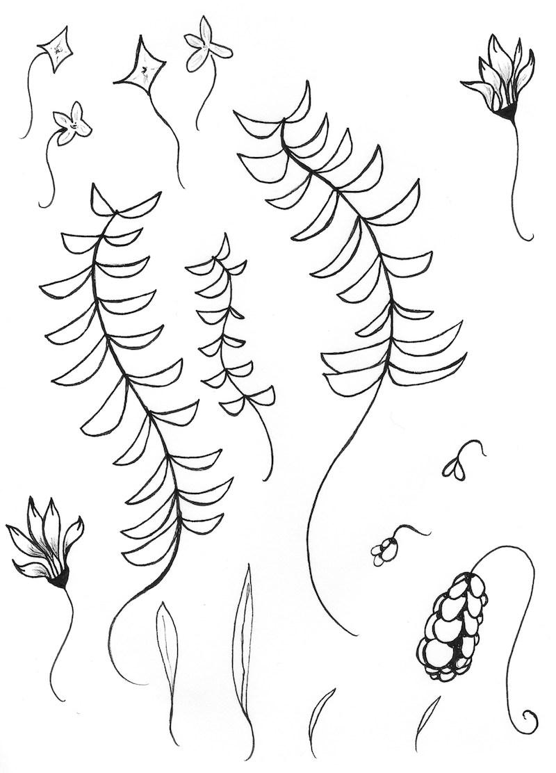 Abstract Wildflowers Brush Pack - image 1 - student project
