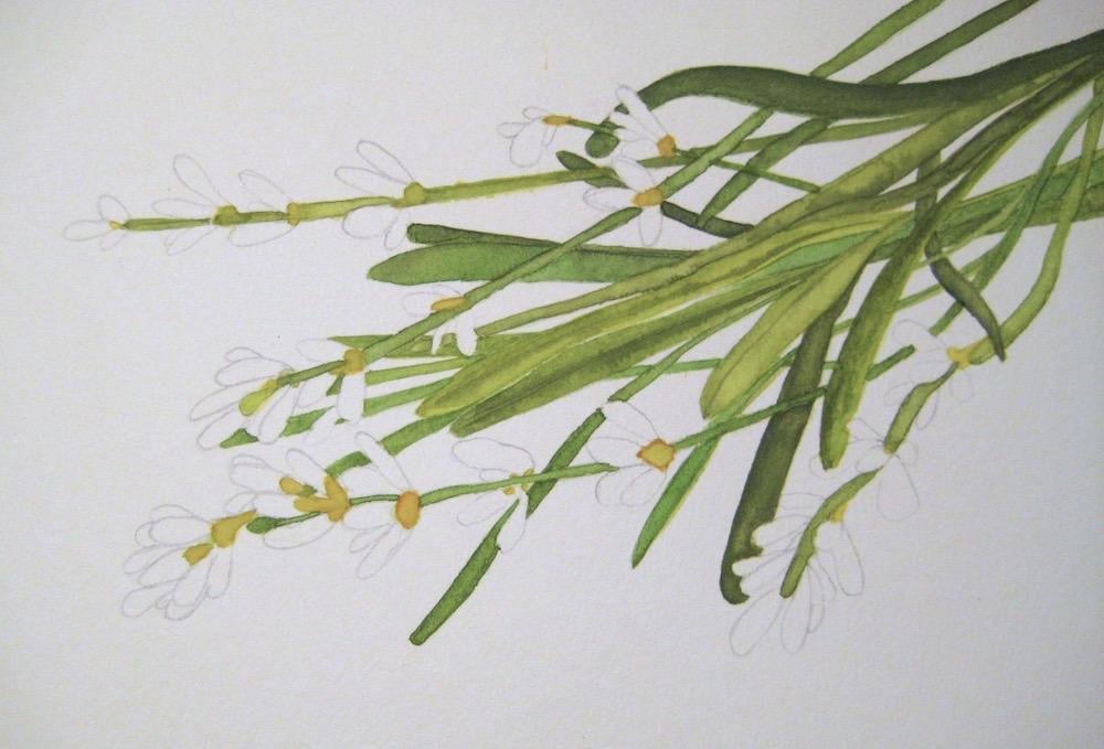 Lavender - image 4 - student project