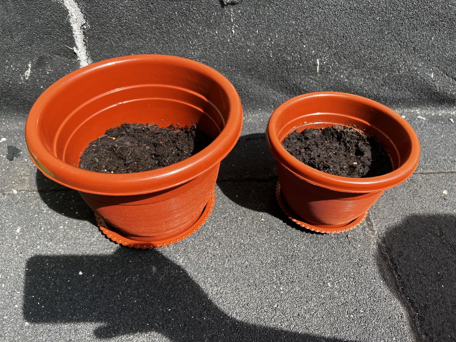 Day 1 tomato and coriander ! - image 1 - student project