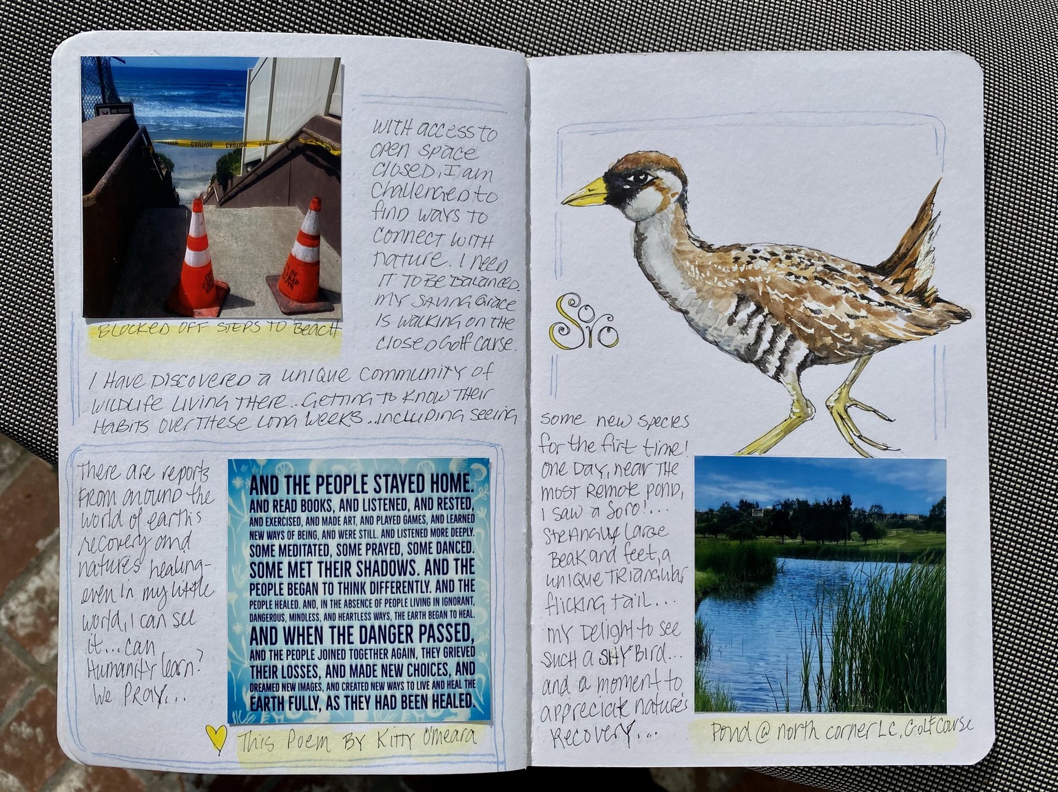 Nature's Recovery during Quarantine - image 1 - student project