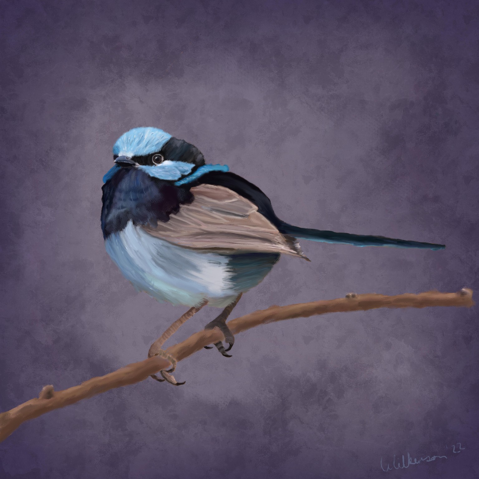 Fairy Wren - image 1 - student project