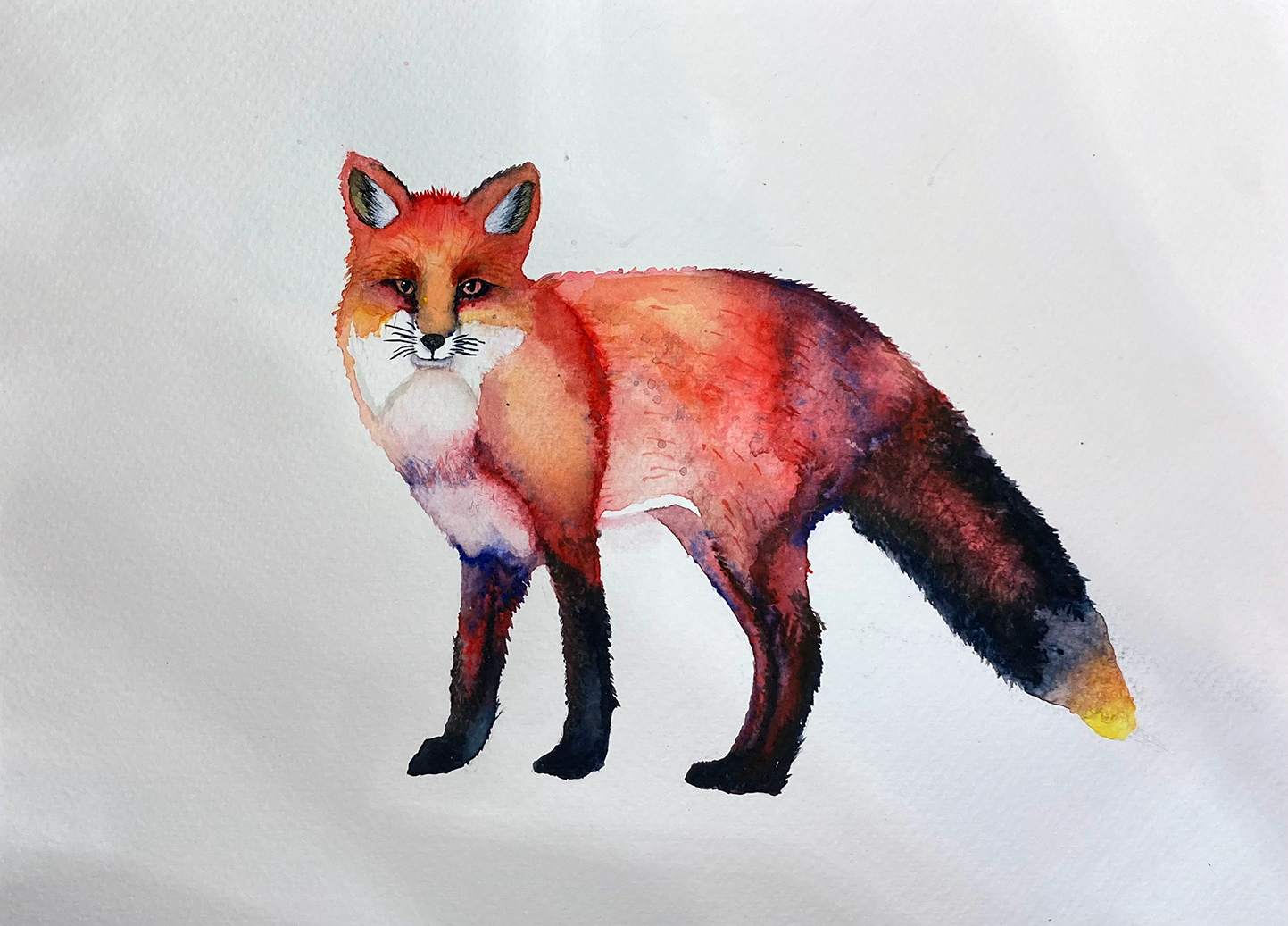 Watercolor Fox - image 1 - student project
