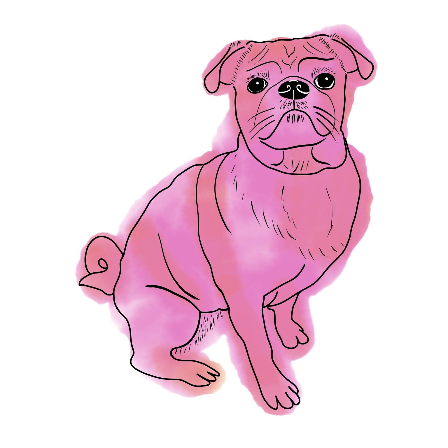 My pug Maisy - image 2 - student project