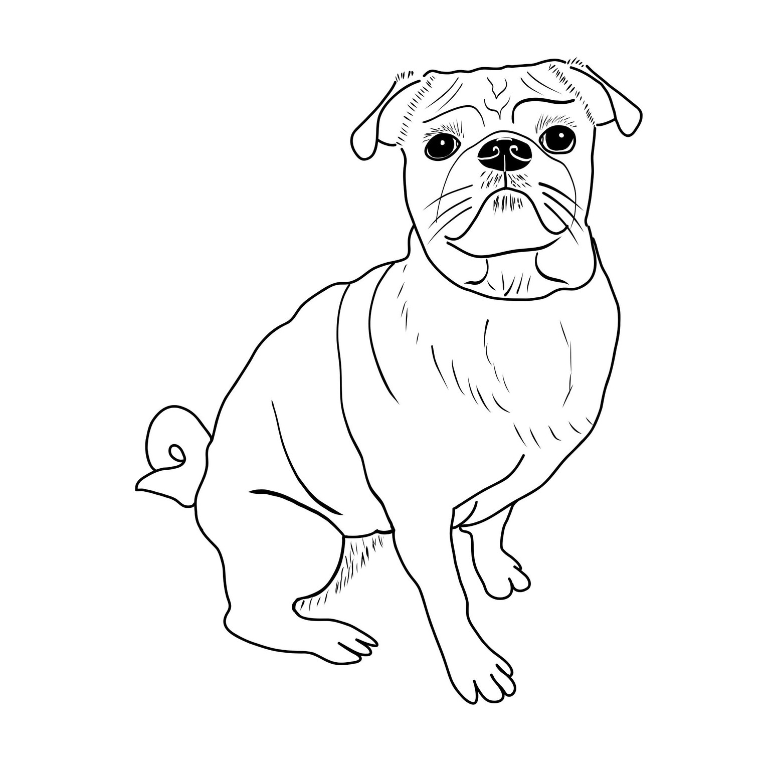 My pug Maisy - image 1 - student project