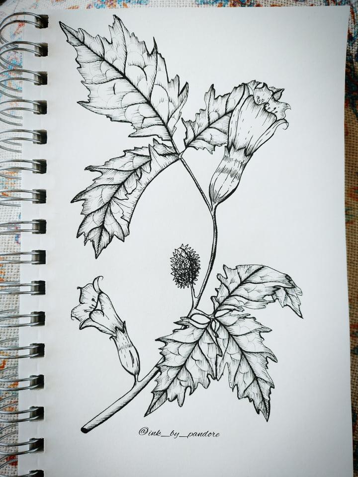 Datura - image 1 - student project