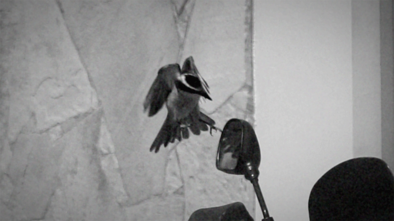 Bem-Te-Vi - image 1 - student project