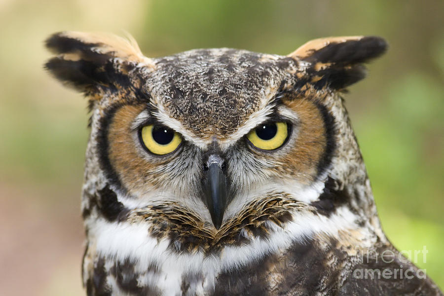 Geometric Great Horned Owl - image 1 - student project