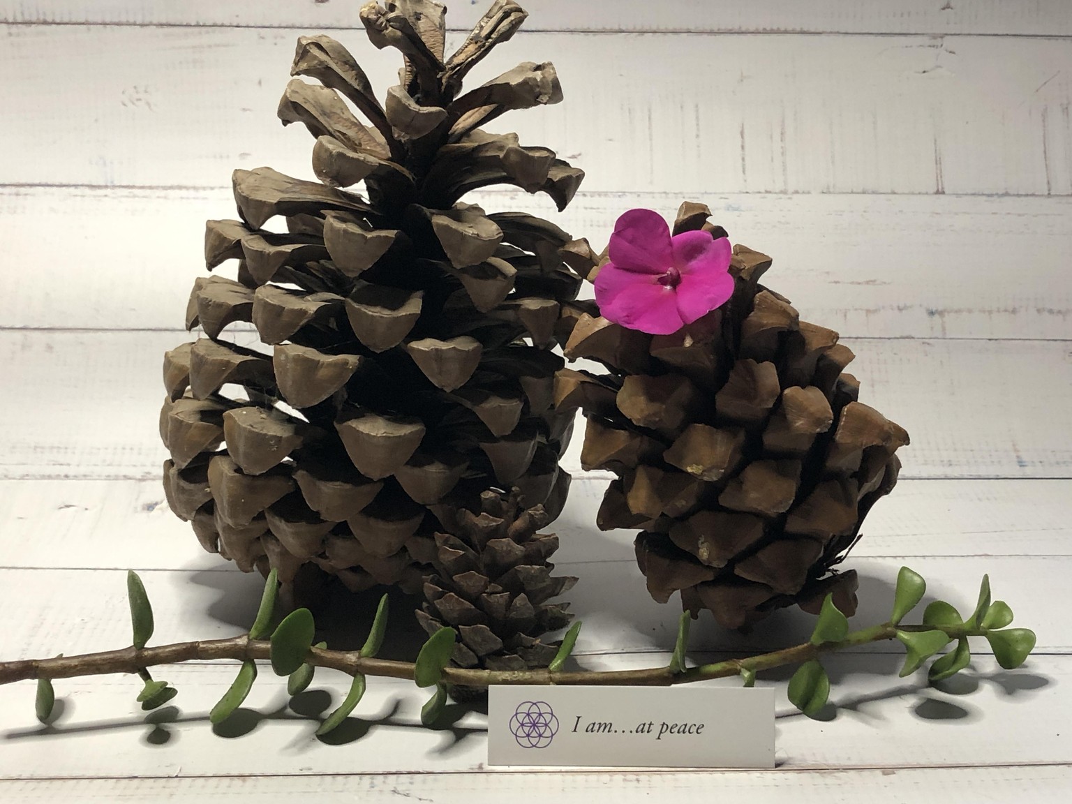 First photos w/iphone and style sets - image 2 - student project