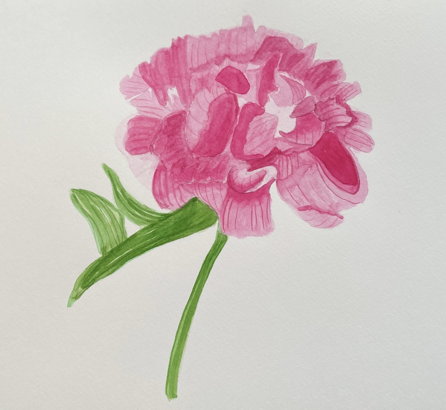 The peony in ink and watercolour was my favourite - image 2 - student project