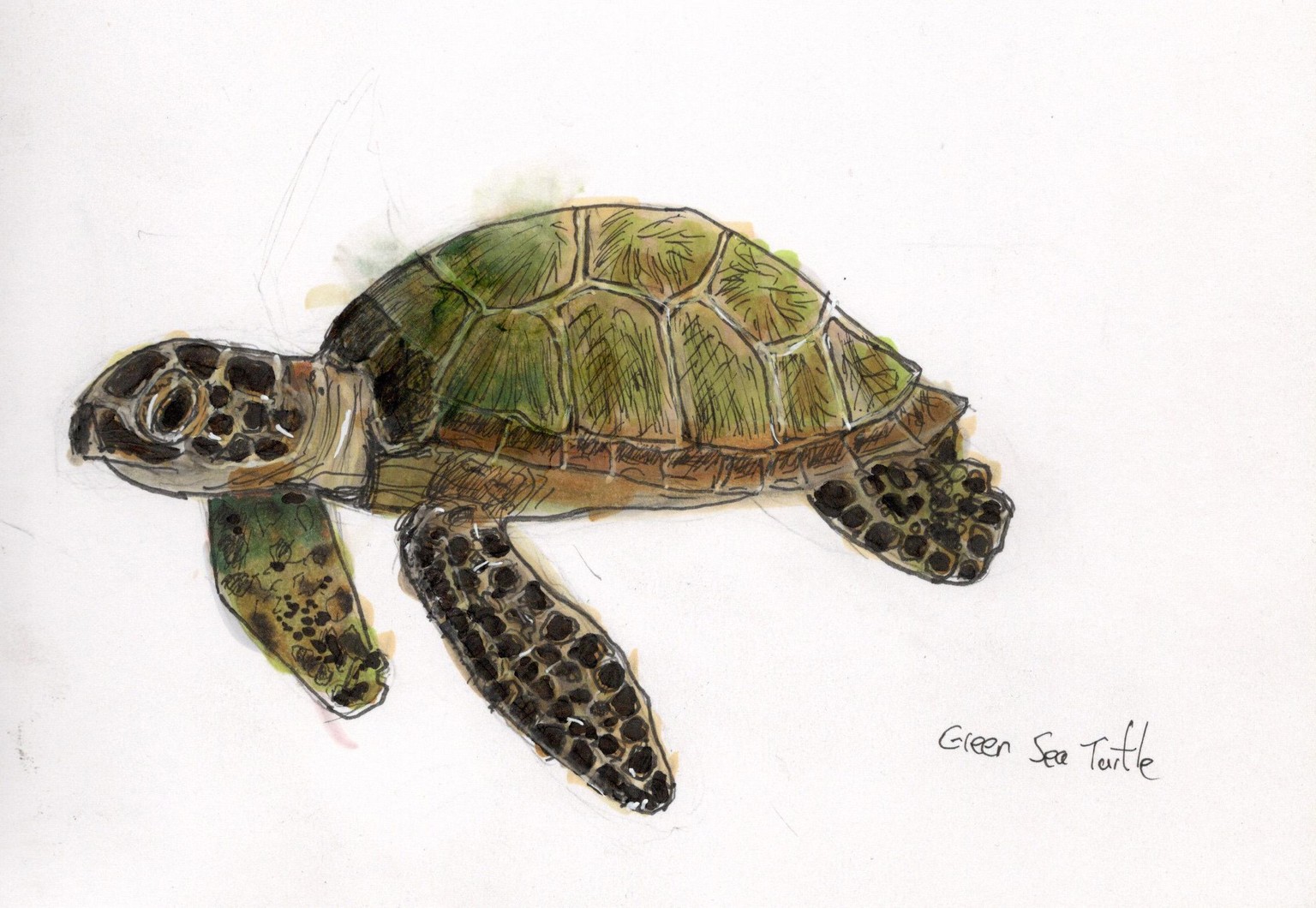 Animals using markers - image 1 - student project