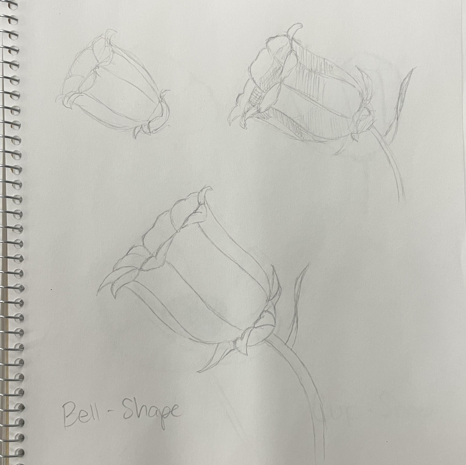 Flower Study - image 1 - student project