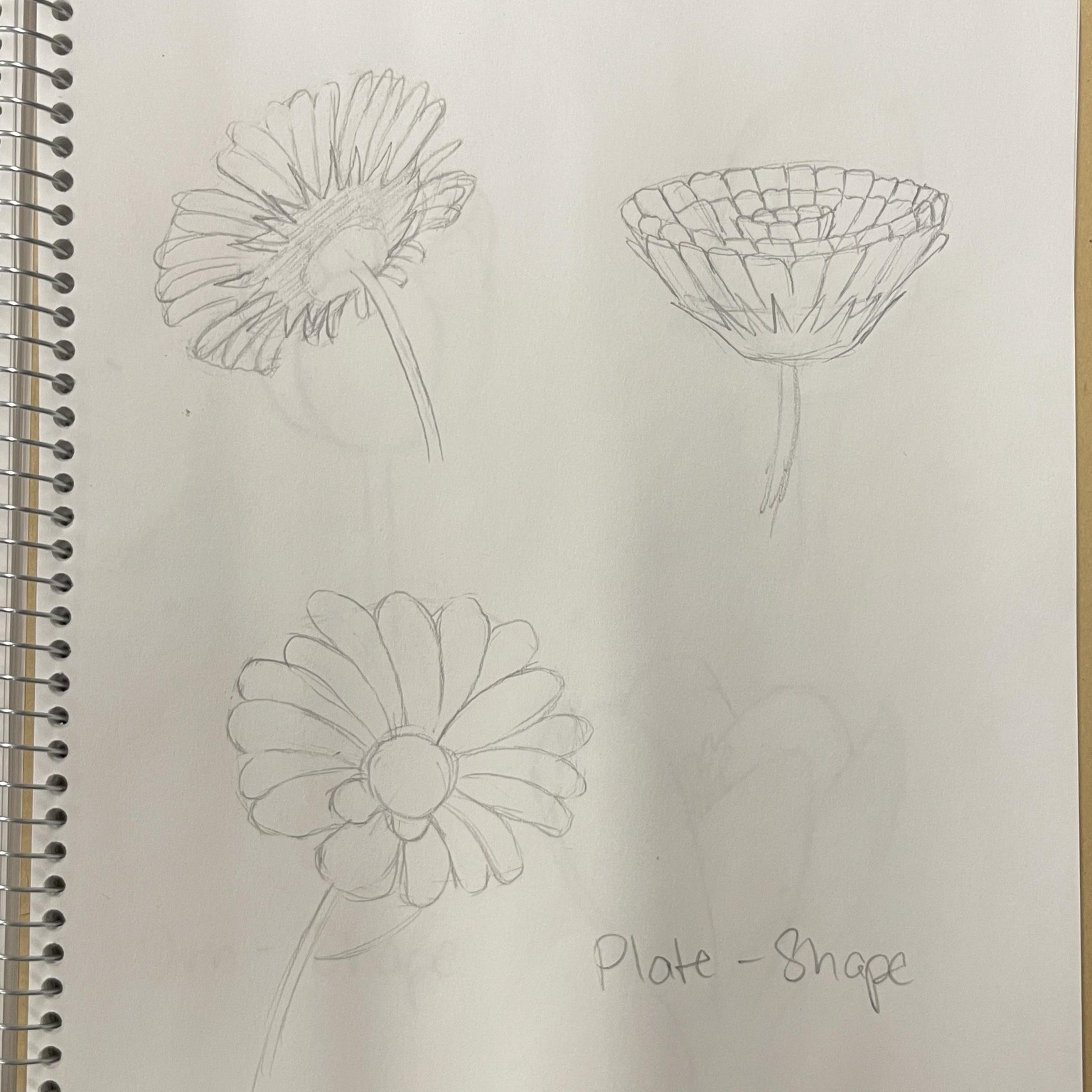 Flower Study - image 3 - student project