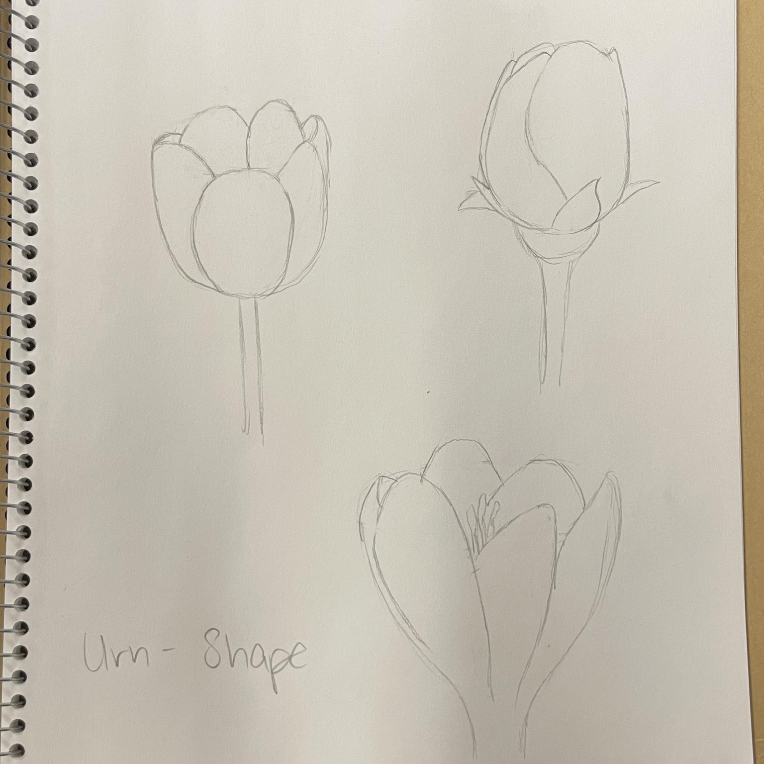 Flower Study - image 4 - student project