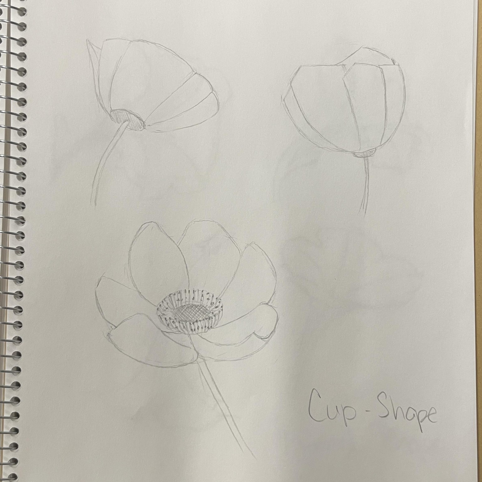 Flower Study - image 2 - student project