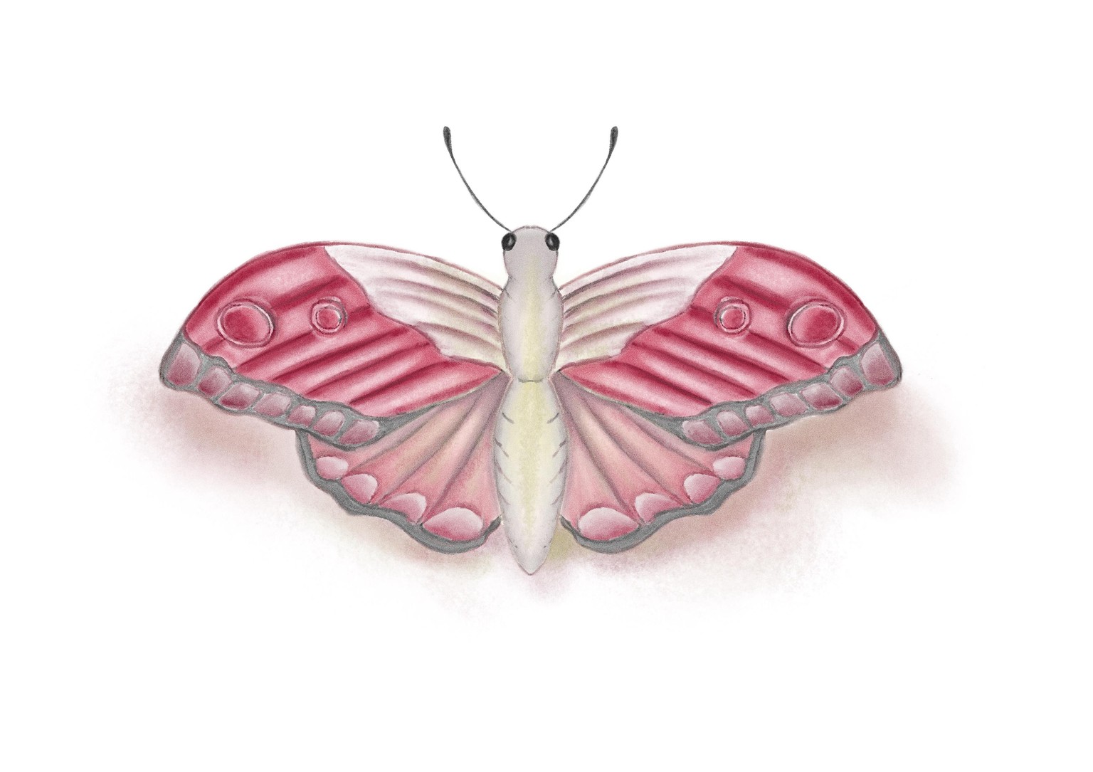 Procreate Moth - image 1 - student project