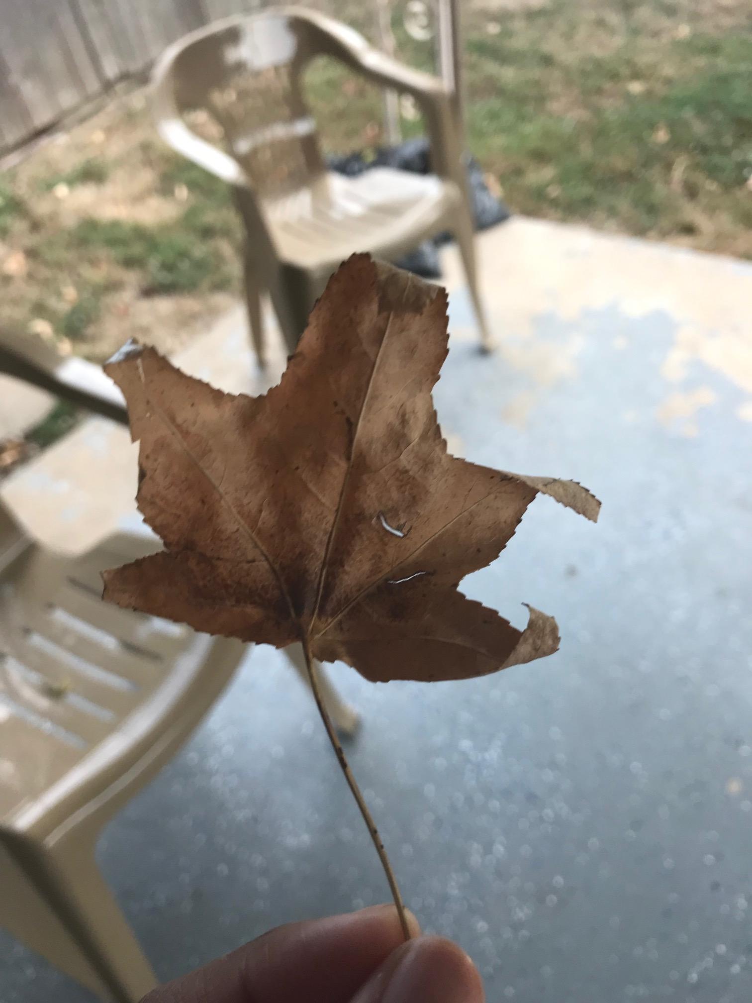 My Fall Wreath. - image 7 - student project