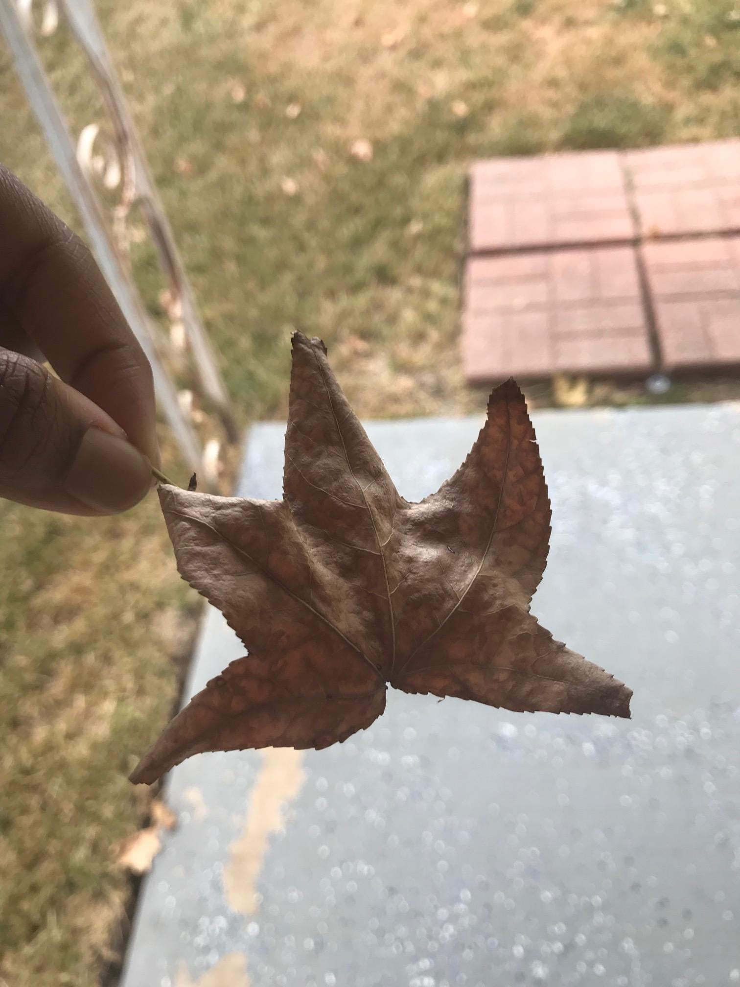 My Fall Wreath. - image 6 - student project