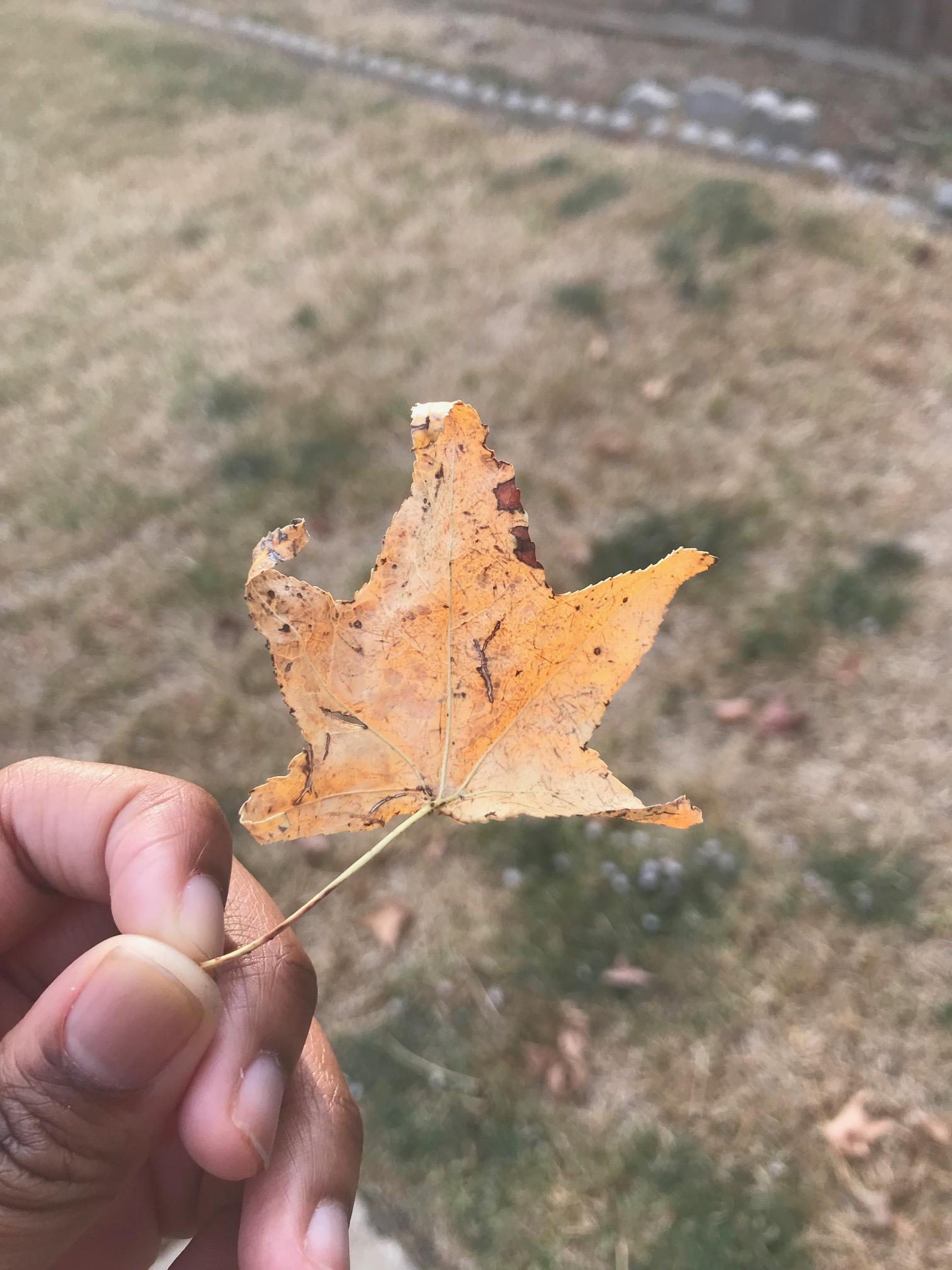 My Fall Wreath. - image 8 - student project