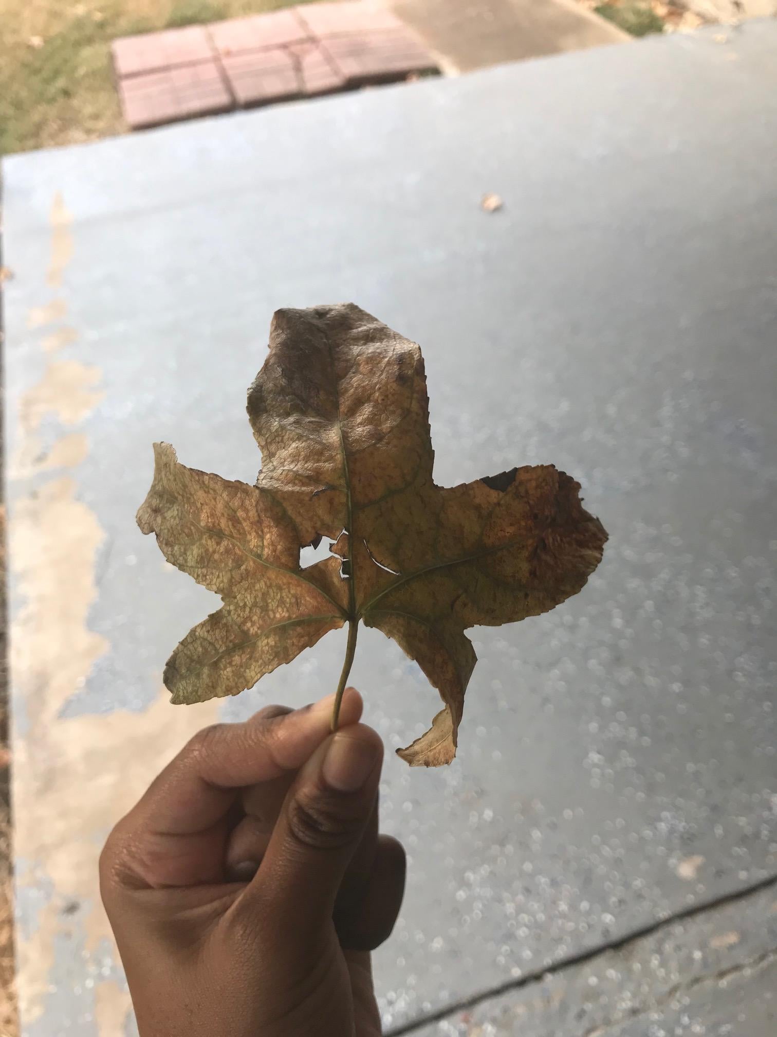 My Fall Wreath. - image 9 - student project