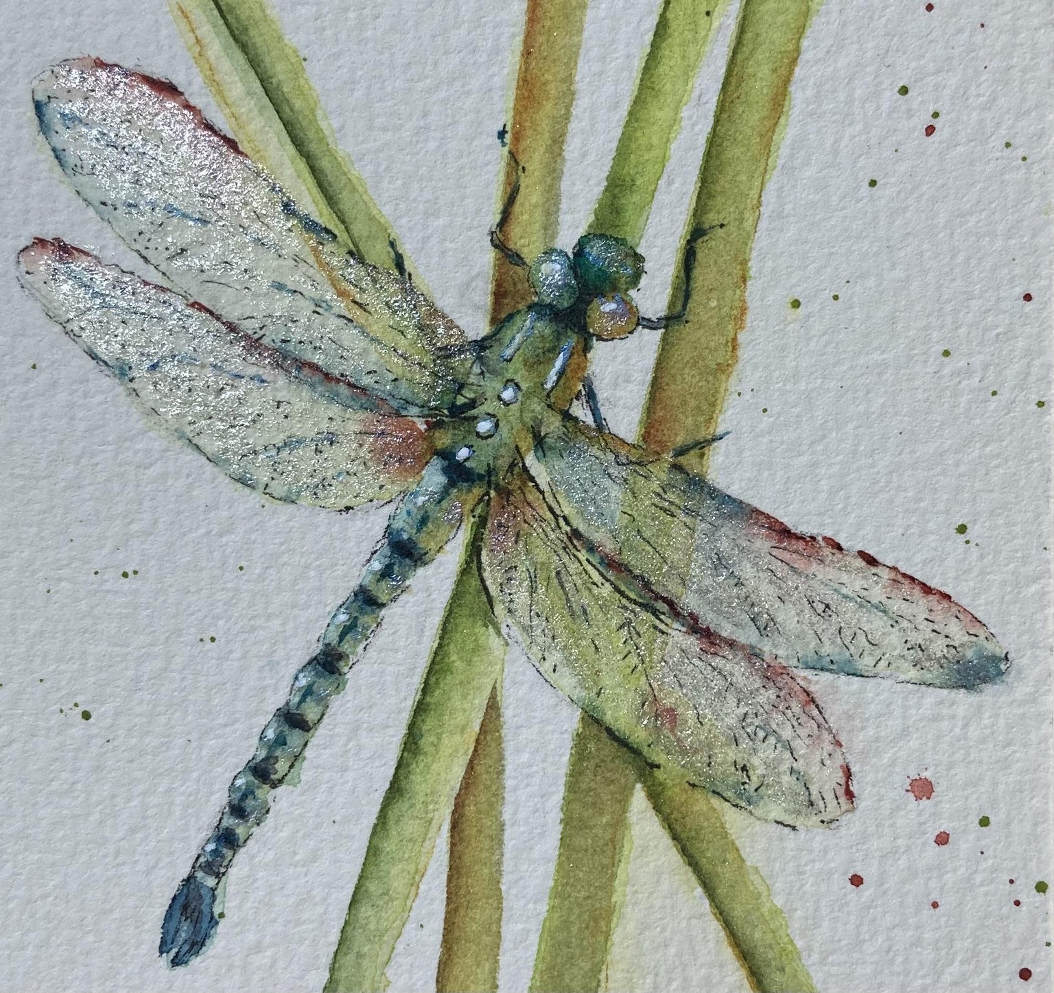 Dragonfly - image 1 - student project