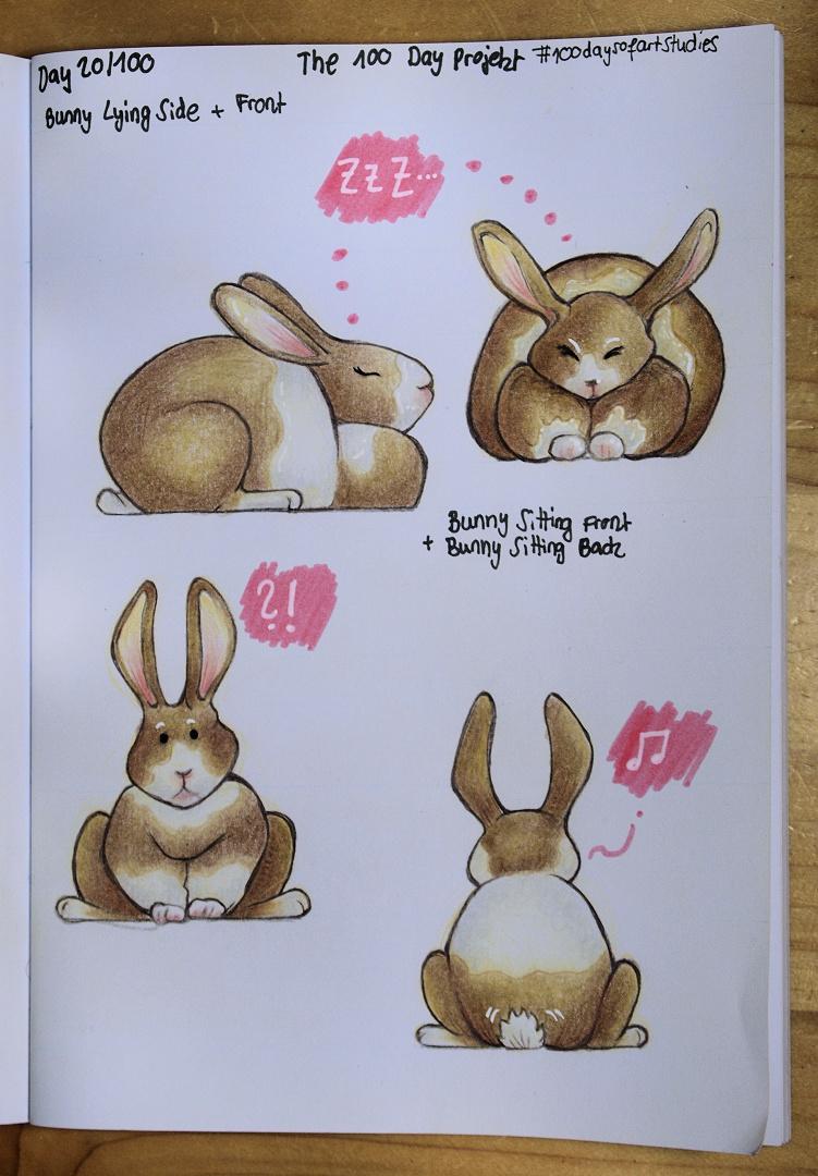 More bunnies to come! - image 3 - student project