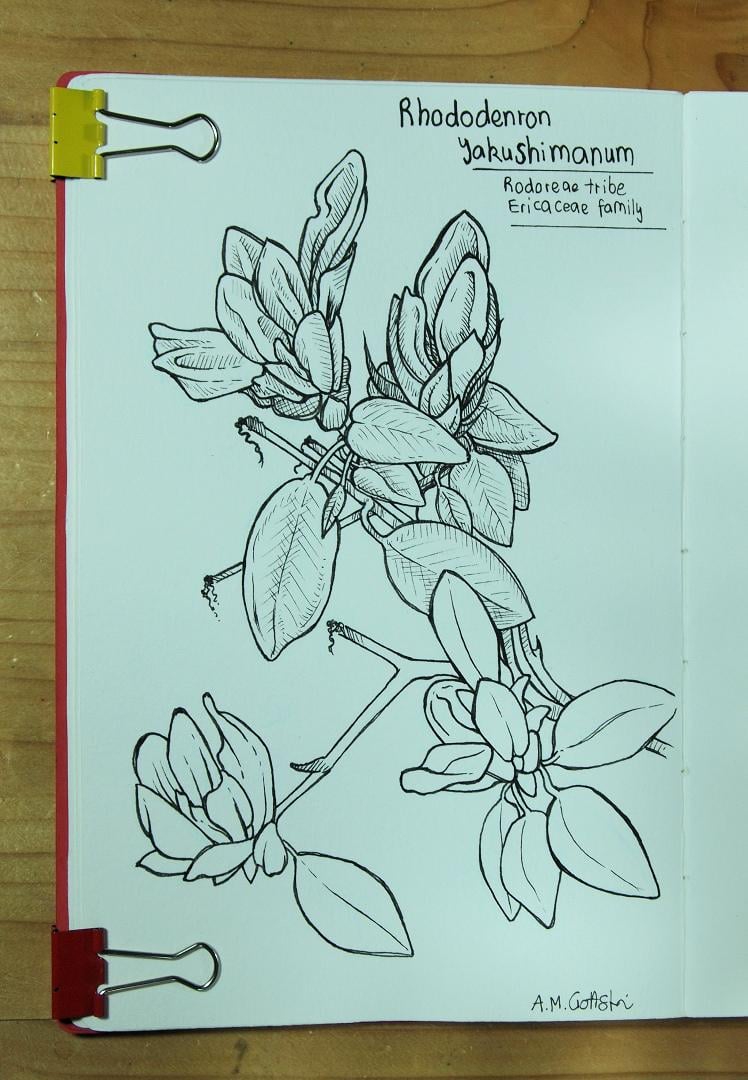 Ink and wash - image 1 - student project