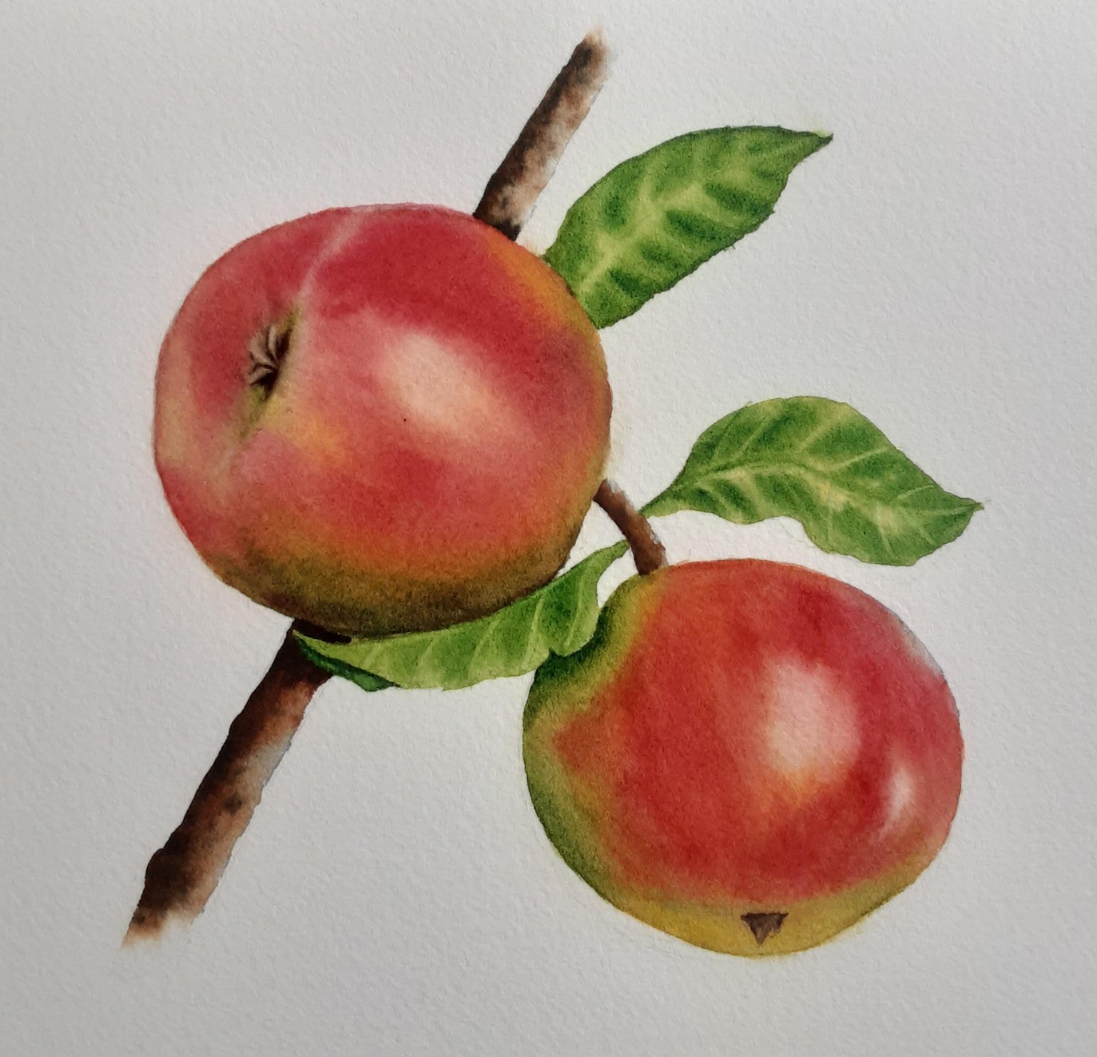 Apple - image 2 - student project