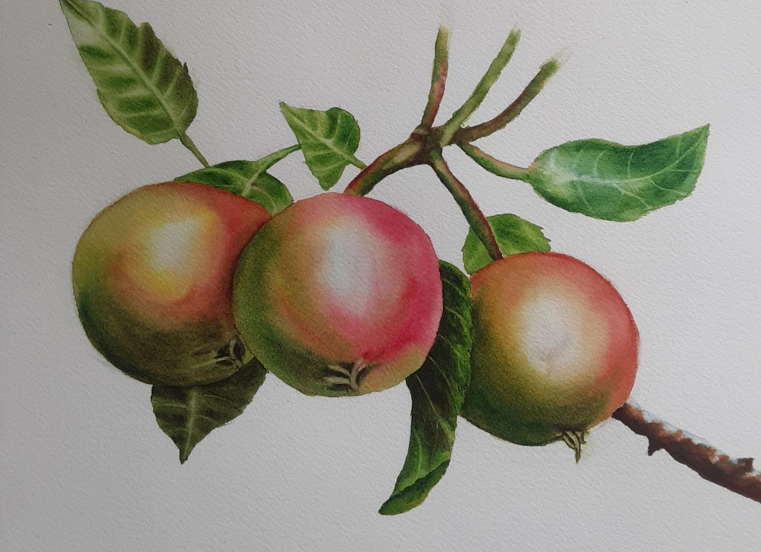 Apple - image 1 - student project