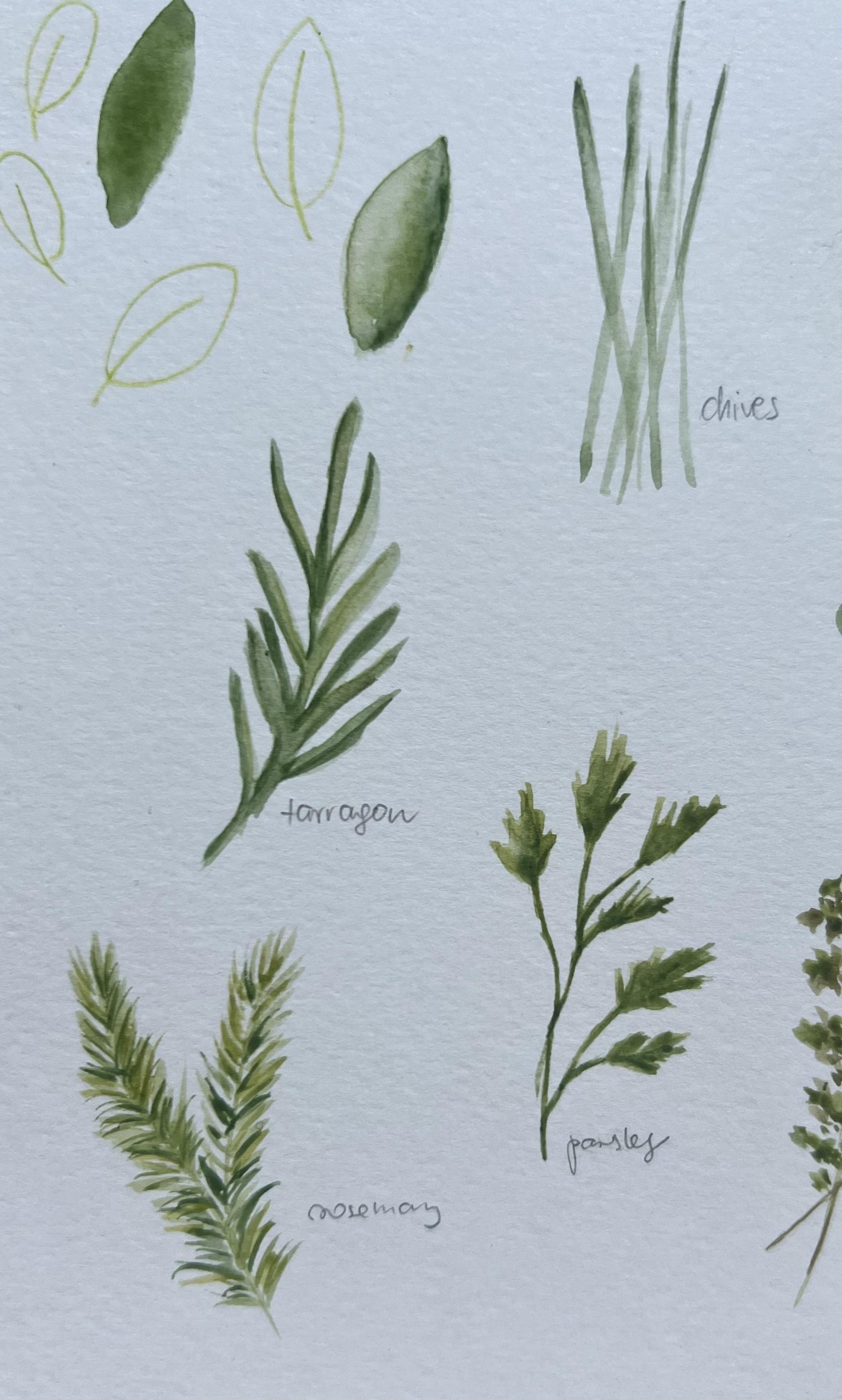 Herbs ~ watercolour practice - image 3 - student project