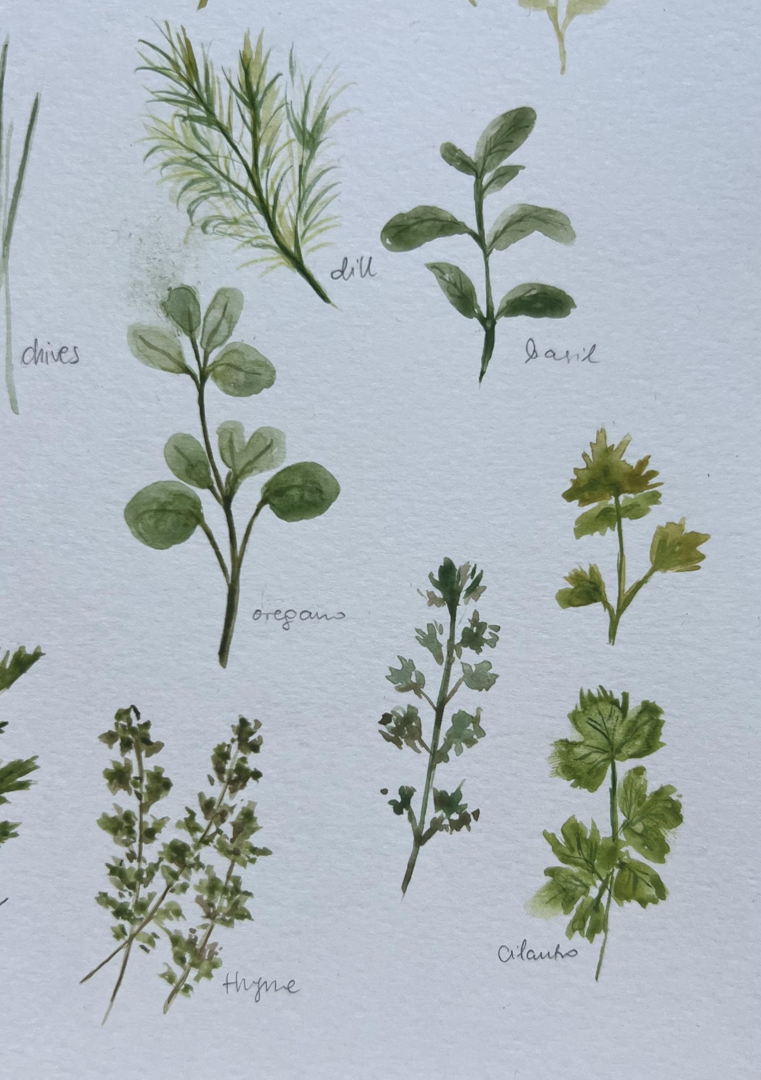 Herbs ~ watercolour practice - image 2 - student project