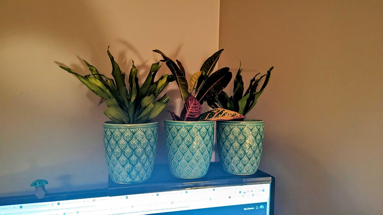 Being more mindful with plants in my office decor - image 5 - student project