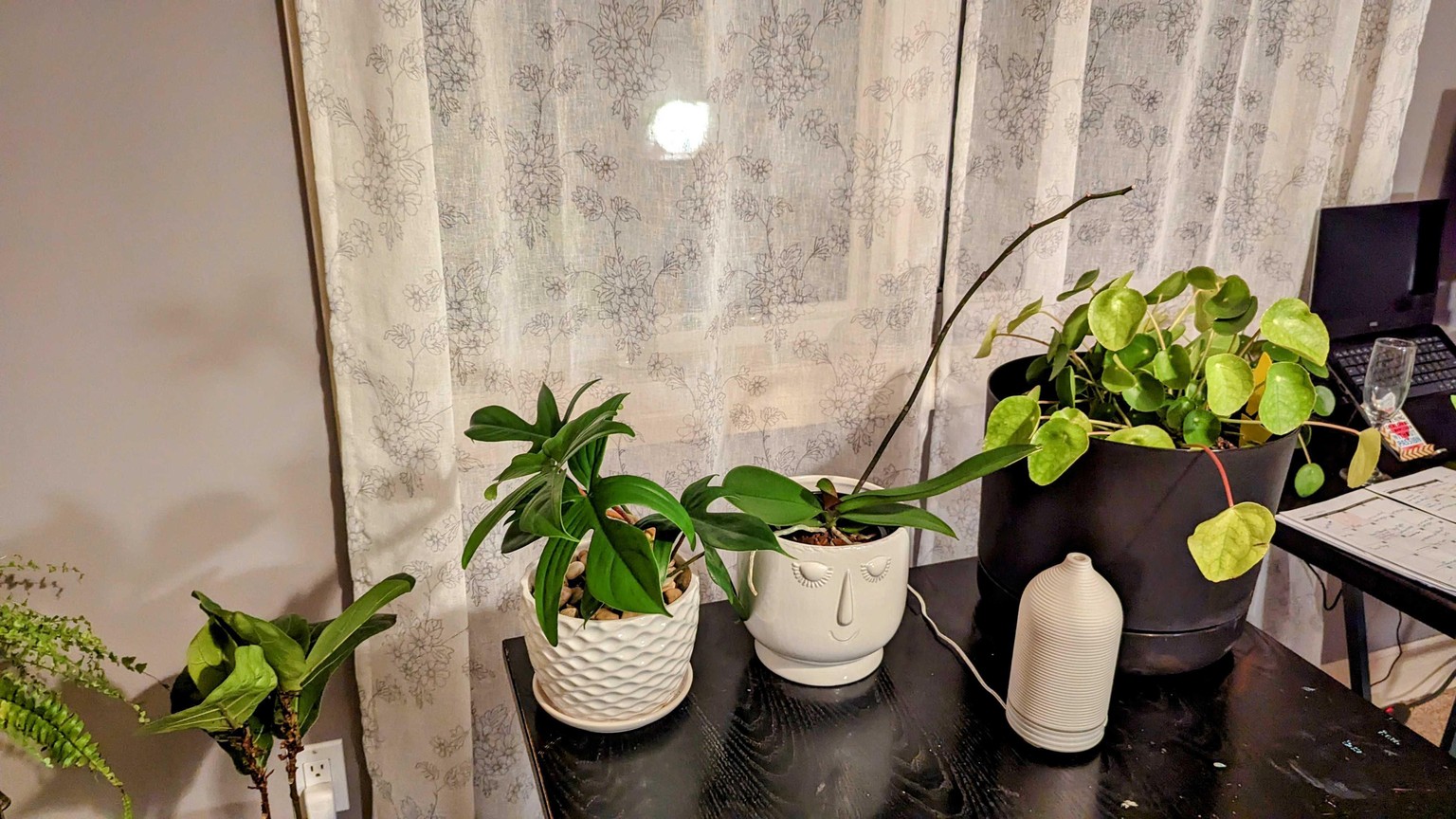 Being more mindful with plants in my office decor - image 3 - student project