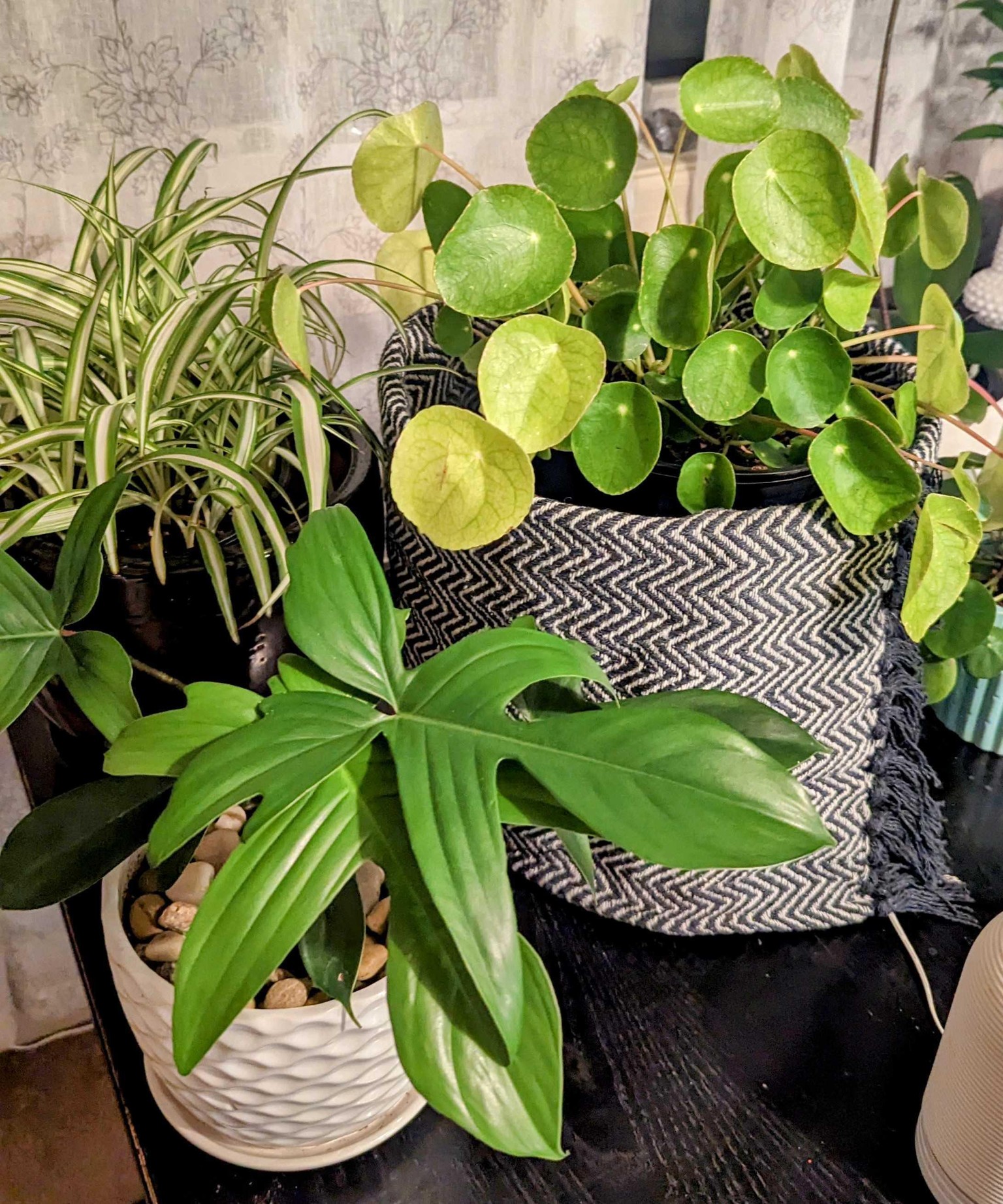 Being more mindful with plants in my office decor - image 11 - student project