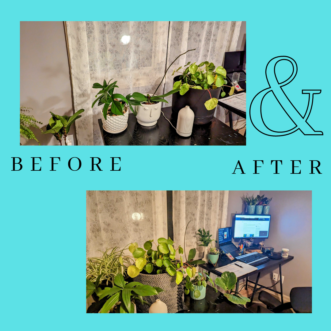 Being more mindful with plants in my office decor - image 14 - student project