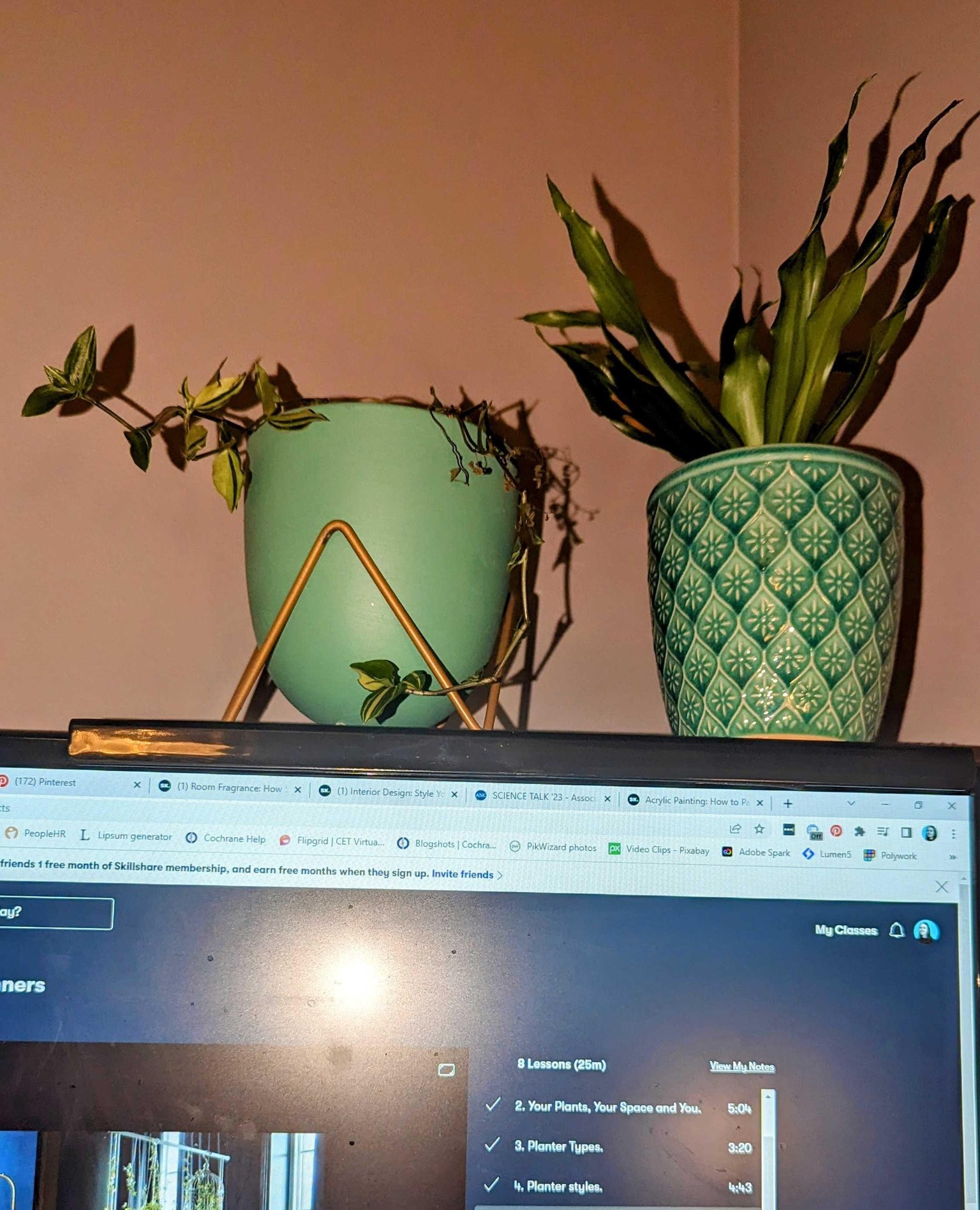 Being more mindful with plants in my office decor - image 4 - student project