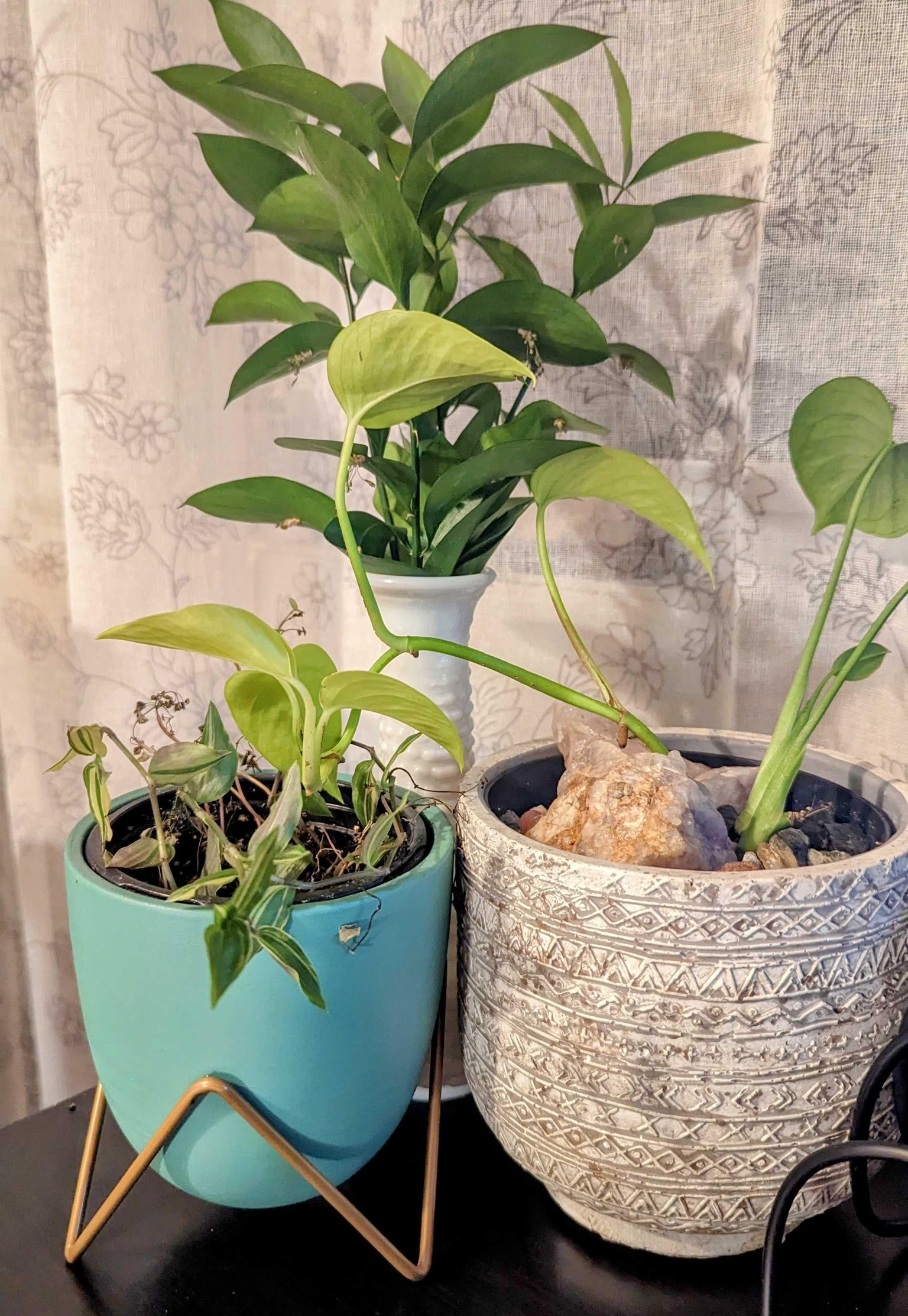 Being more mindful with plants in my office decor - image 7 - student project