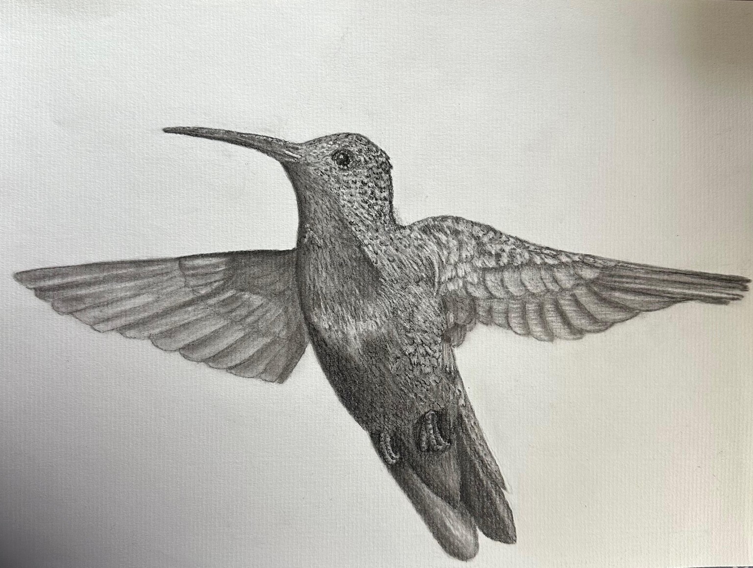 Hummingbird Drawing - image 1 - student project