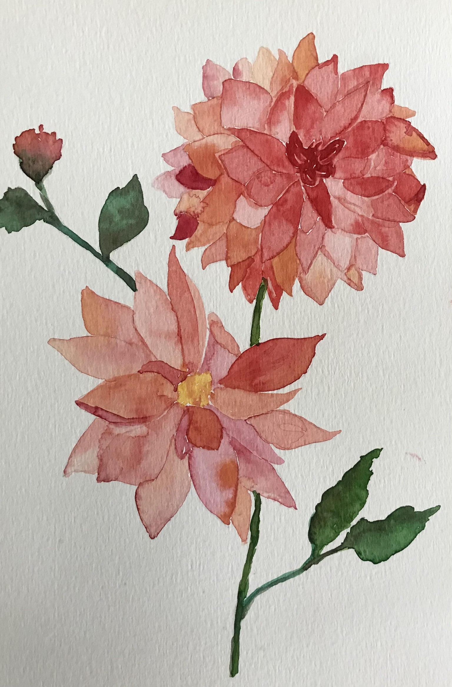 Watercolour dahlias - image 3 - student project