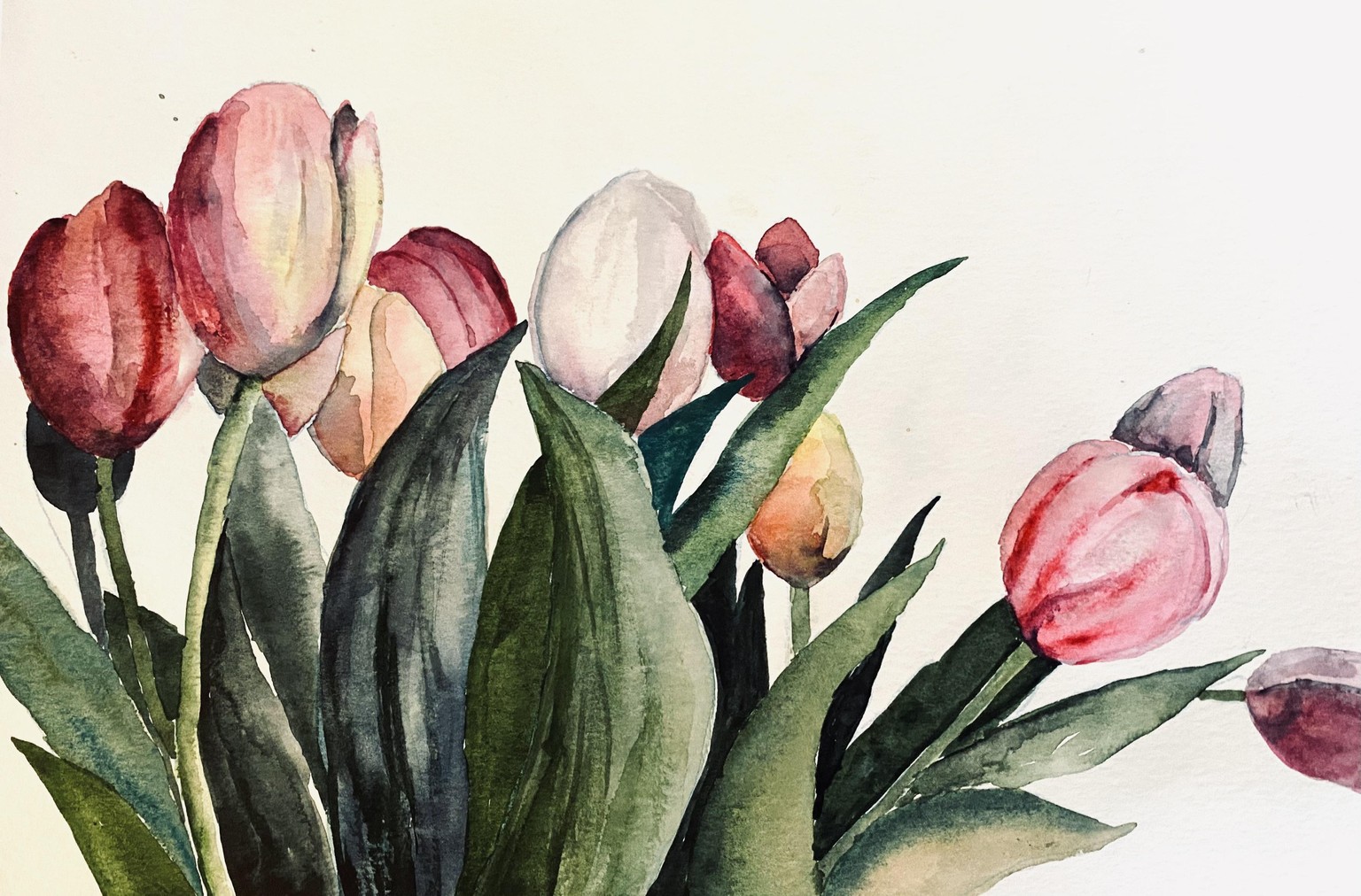Watercolour tulips - image 1 - student project