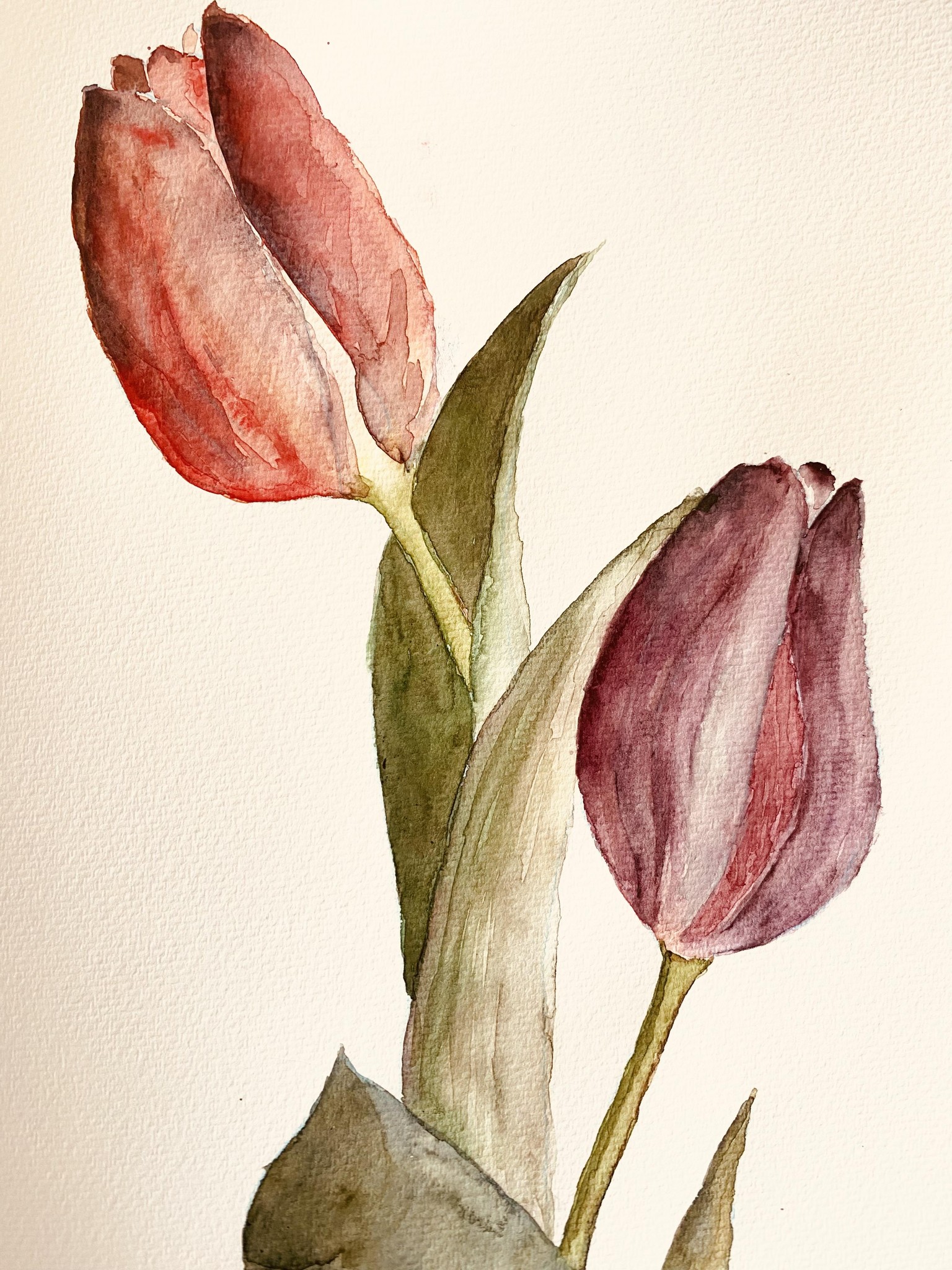 Simple watercolour tulip - image 1 - student project