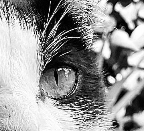 Cat Eye - image 1 - student project