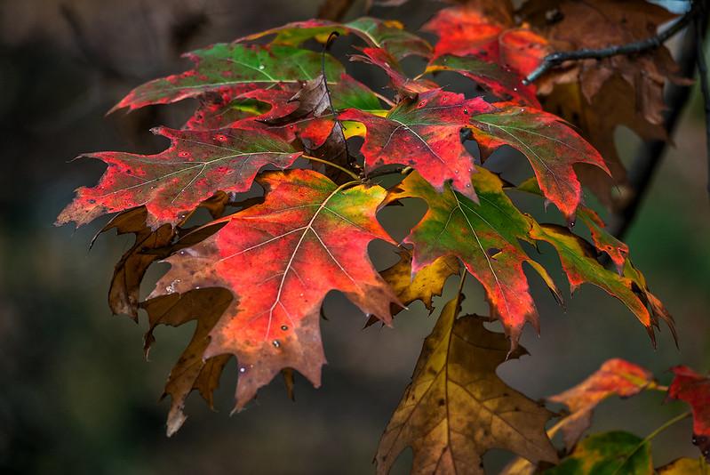 Red Oak - image 1 - student project