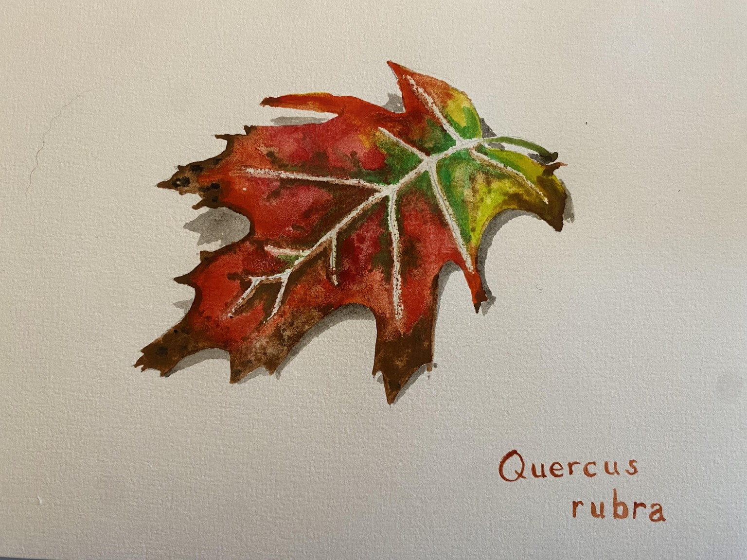 Red Oak - image 2 - student project