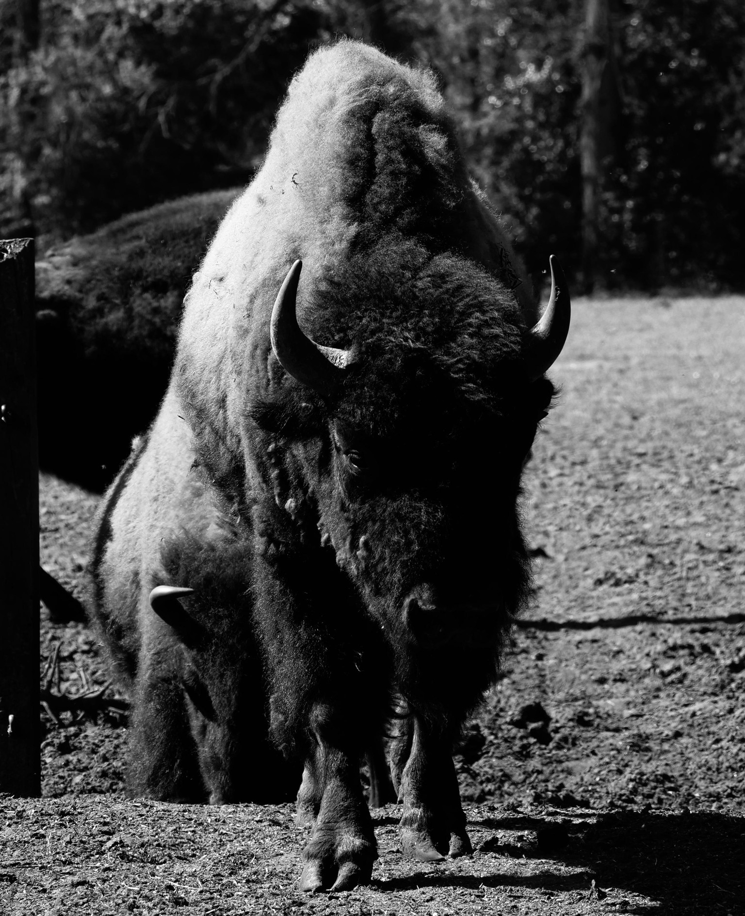 Bison - image 2 - student project