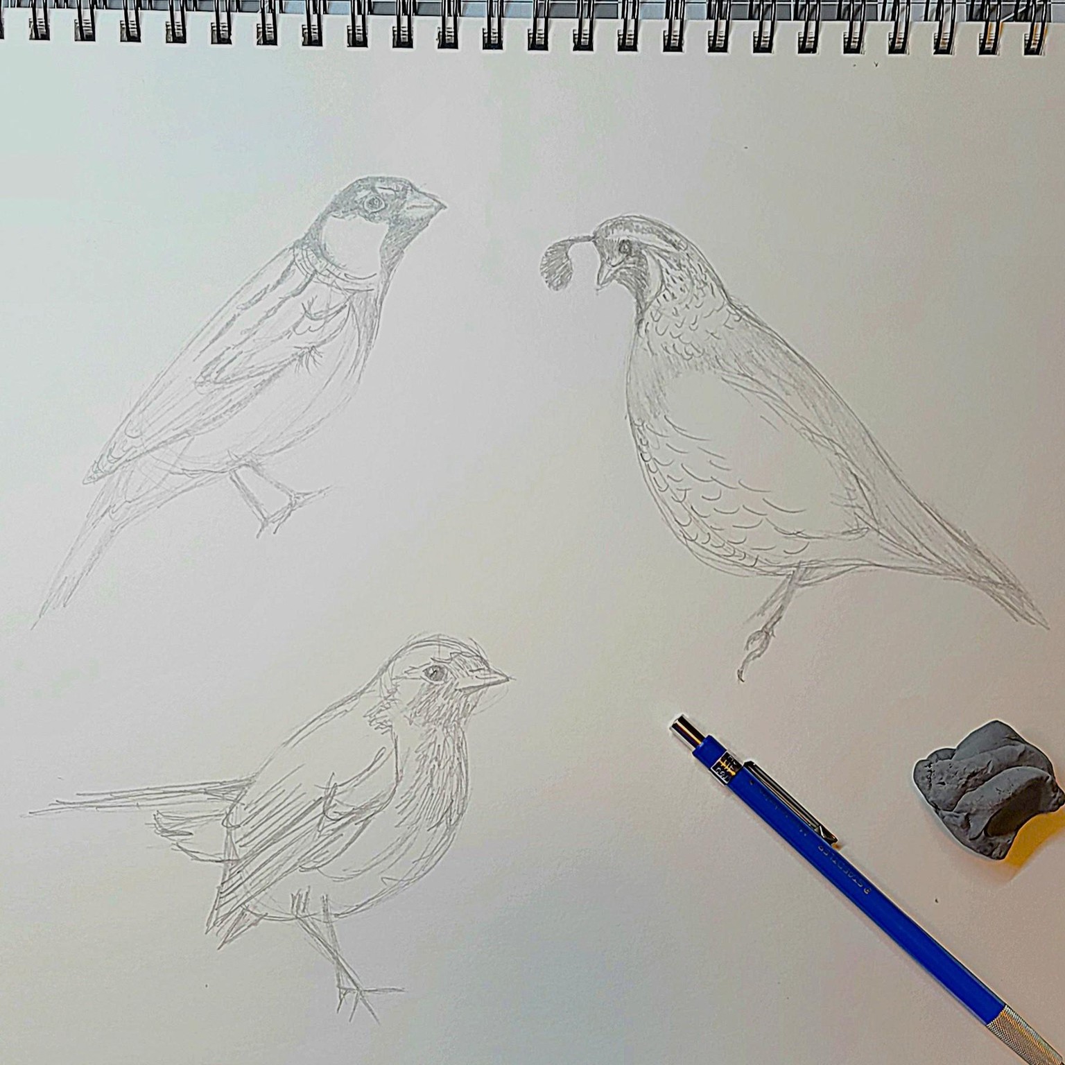 birds - image 1 - student project