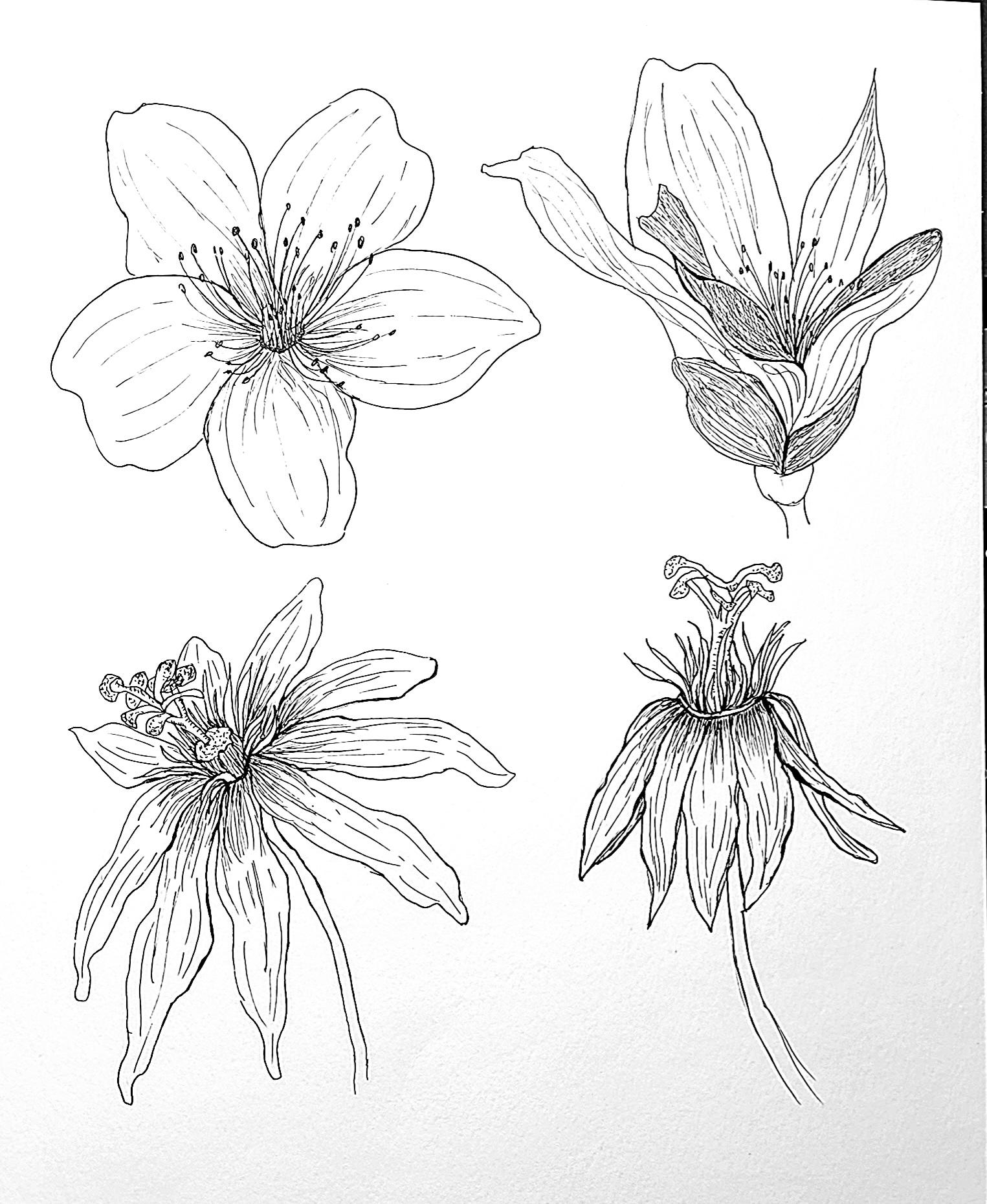 Floral - image 1 - student project
