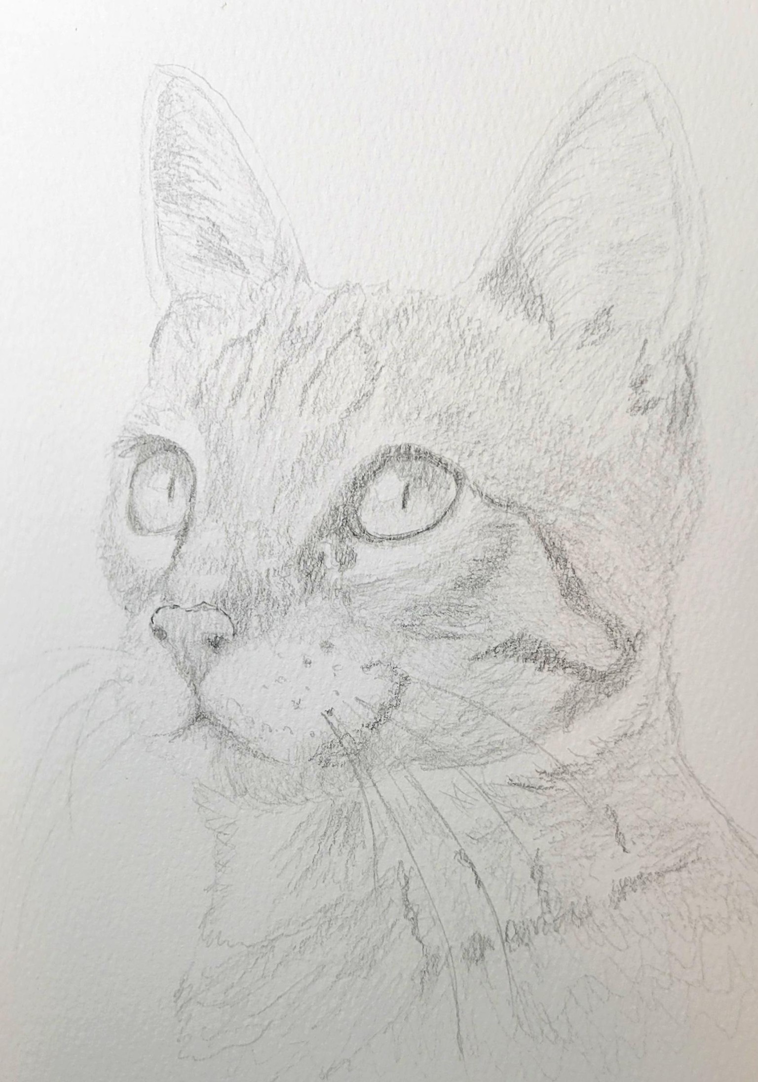 cat 3rd attempt - image 1 - student project