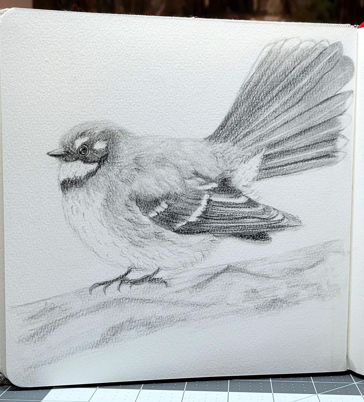 Fantail - image 1 - student project